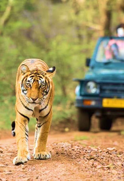 Tiger Reserve